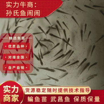 🐟长江鳊鱼种鱼、武昌鱼苗、生长速度快、不易得病🔥🔥