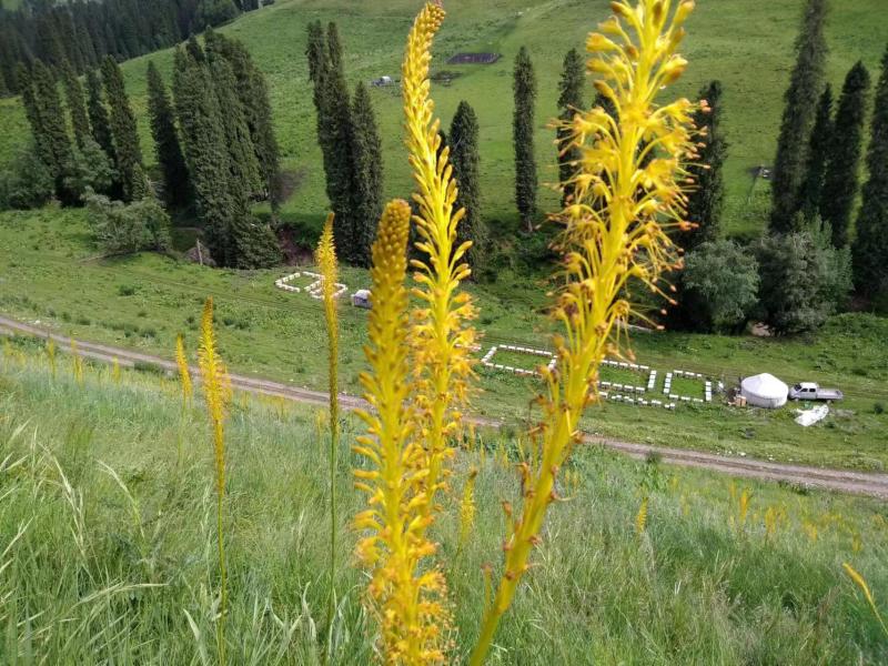 【精品蜂蜜】新疆百花蜜货源充足产地直发价格优惠欢迎咨询