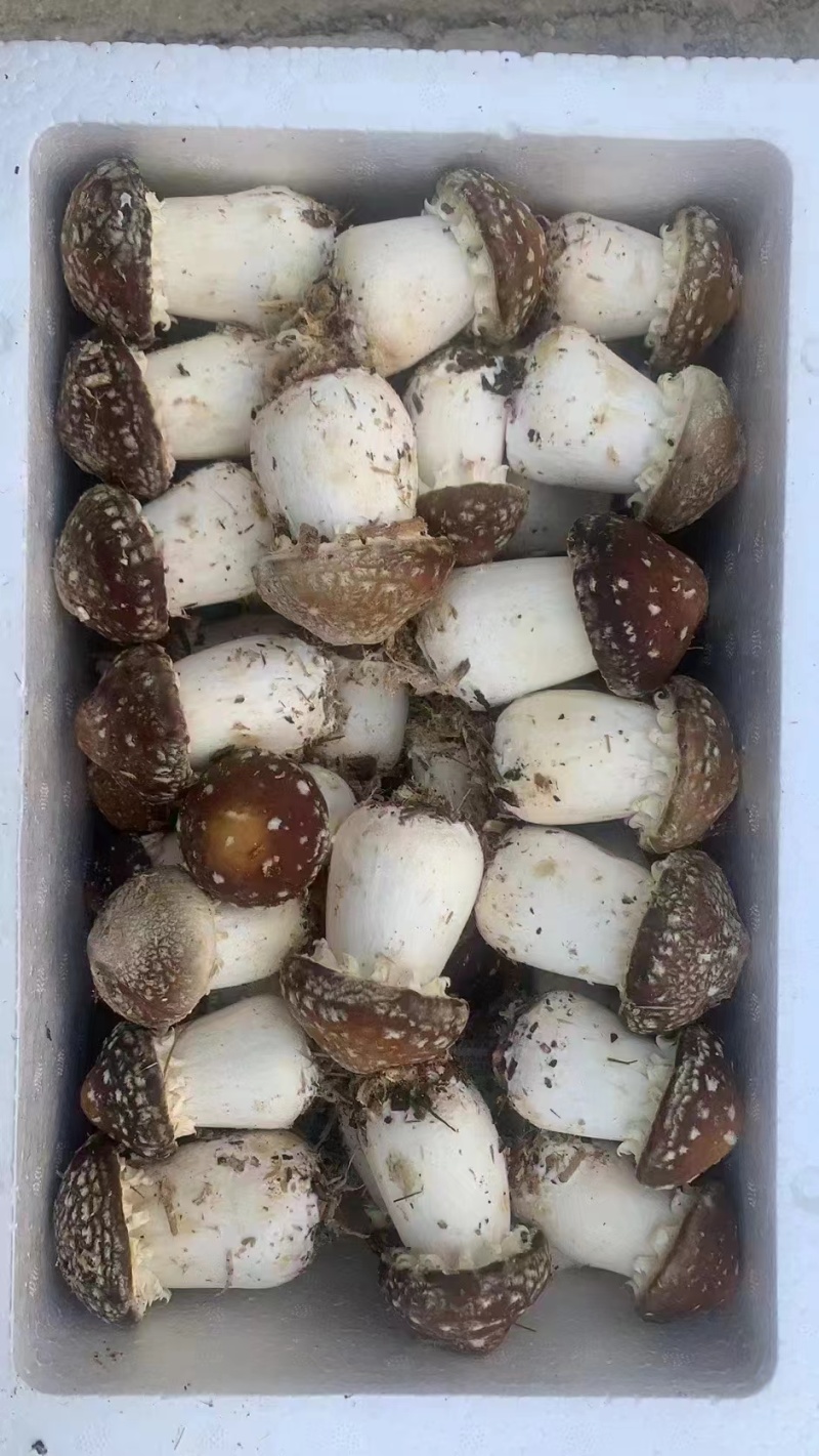【技术指导】大球盖菌种猴头菇菌种量大从优全国发货欢迎来电