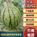 陕西西瓜渭南吊篮西瓜精品938吊蓝西瓜欢迎来电