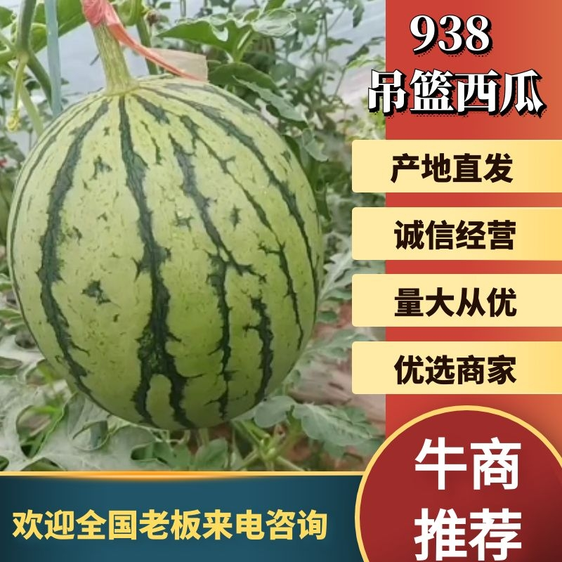 陕西西瓜渭南吊篮西瓜精品938吊蓝西瓜欢迎来电
