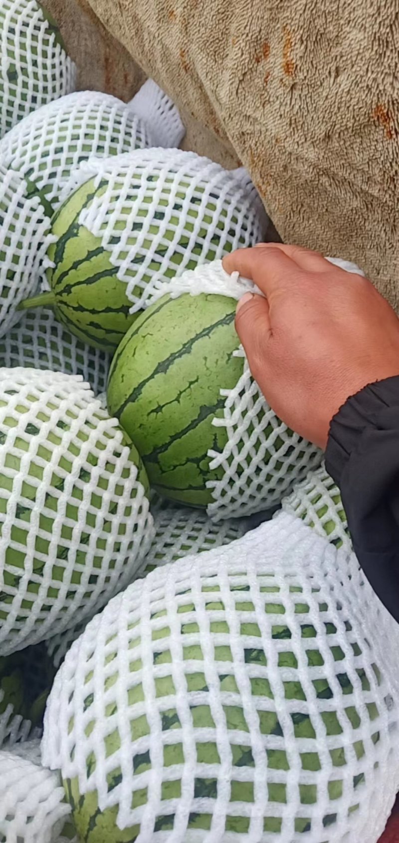 陕西西瓜渭南吊篮西瓜精品938吊蓝西瓜欢迎来电