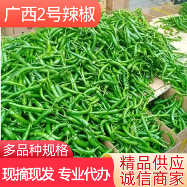 【批发】广西2号椒品种齐全大量上市整车供应价格合适
