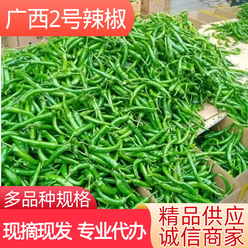 【批发】广西2号椒品种齐全大量上市整车供应价格合适