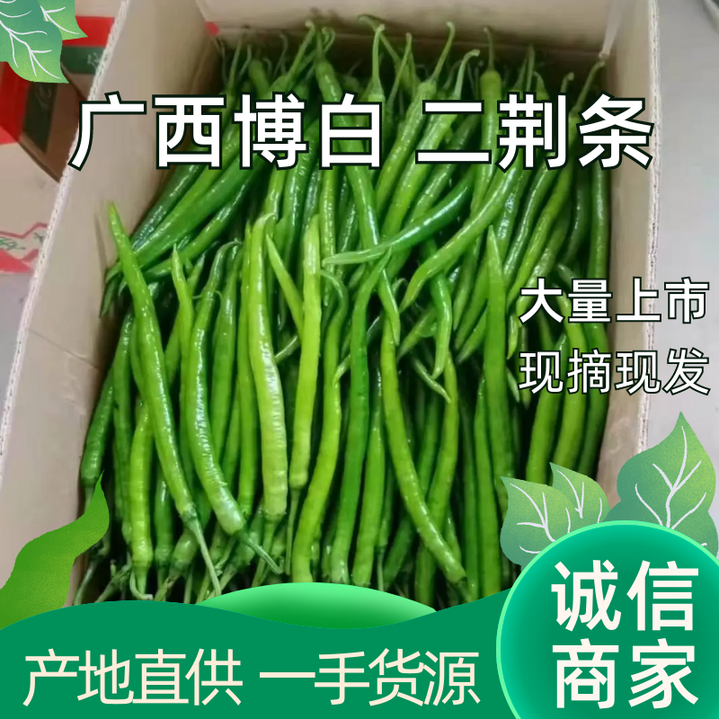 广西博白二荆条，条形好，个头均匀，大量供应，货源充足