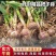 精品大蒜把子蒜河南大蒜产地直发欢迎咨询