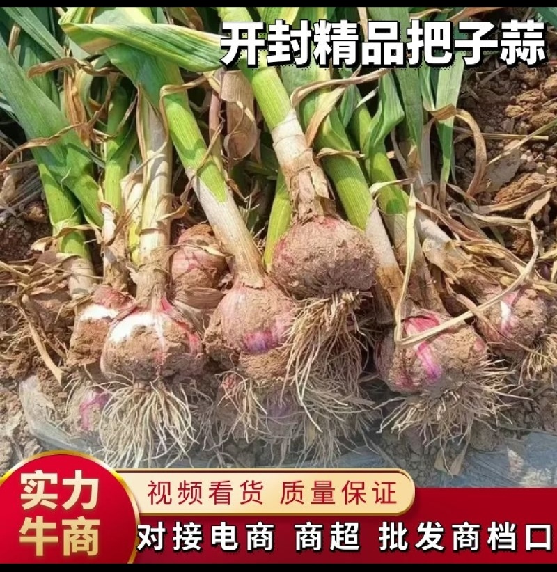 精品大蒜把子蒜河南大蒜产地直发欢迎咨询