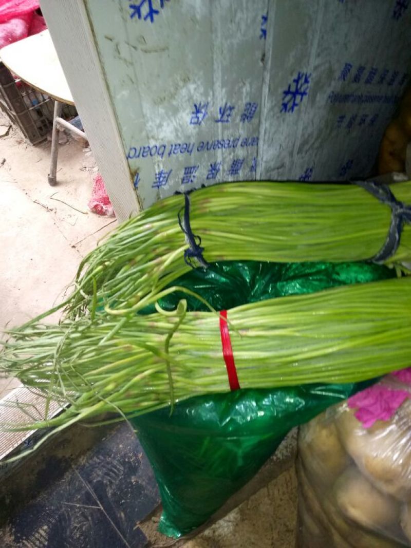 【推荐】开封通许杂交蒜薹蒜苔精品50~60厘米新鲜现摘