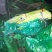 【推荐】开封通许杂交蒜薹蒜苔精品50~60厘米新鲜现摘