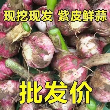 河南紫皮大蒜，精品混级毛蒜经过人工挑选，产地直供代发全国