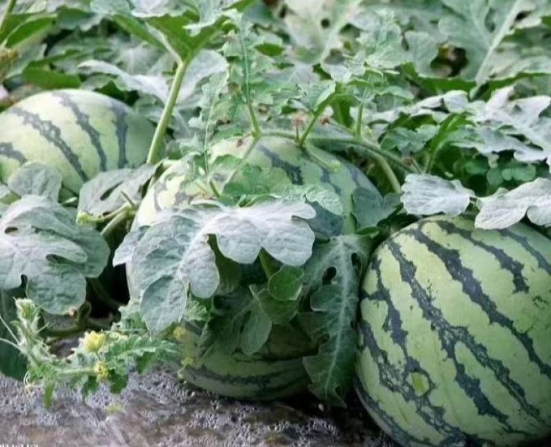 河南开封8424西瓜新鲜个头大多汁皮薄一手货源实惠