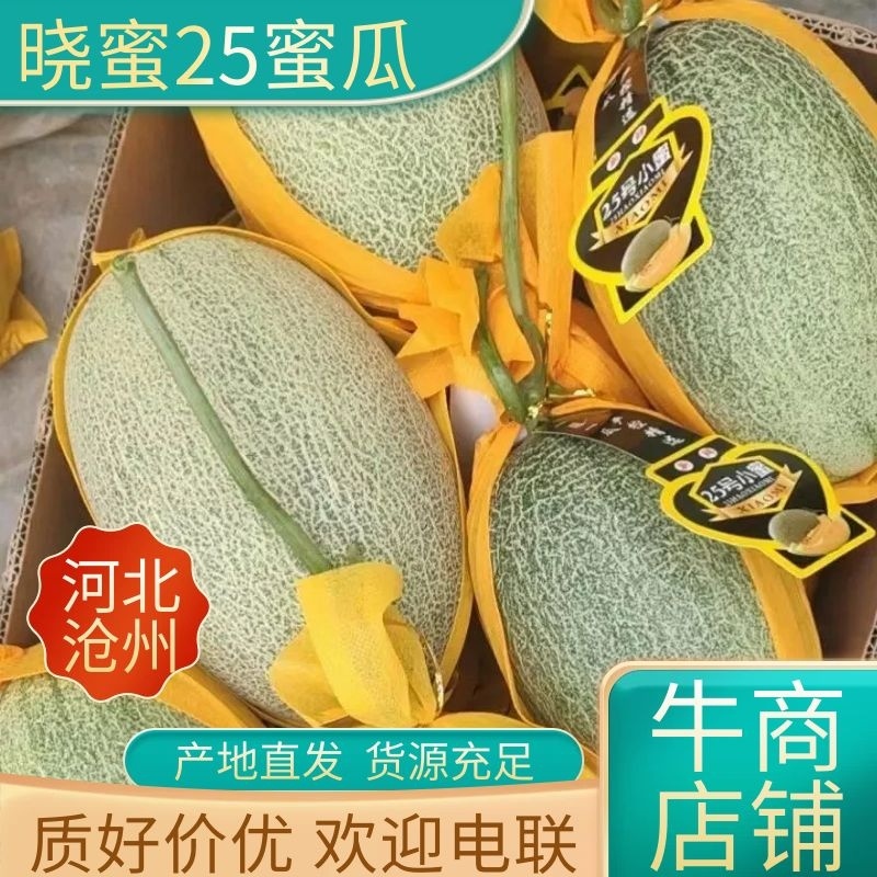 晓蜜25哈密瓜价格公道货量足欢迎全国老板前来考察洽谈合作