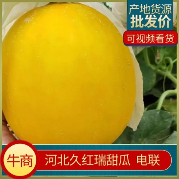 久红瑞甜瓜产地发量大从优欢迎全国老板前来考察洽谈合作