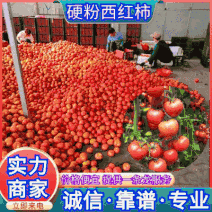 《推荐》万亩硬粉西红柿山东西红柿价格便宜一条龙服务