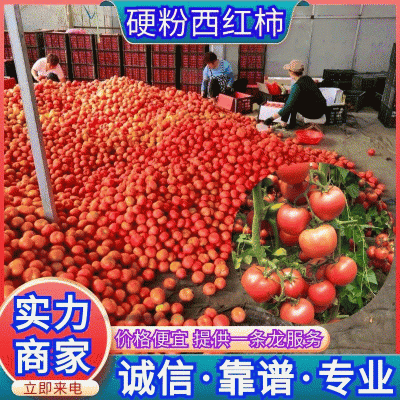 《推荐》万亩硬粉西红柿山东西红柿价格便宜一条龙服务