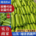 绿皮西葫芦【实力商家】山东西葫芦大量供应价格便宜