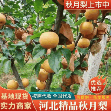 河北精品秋月梨大量上市甜度高水分足规格齐全