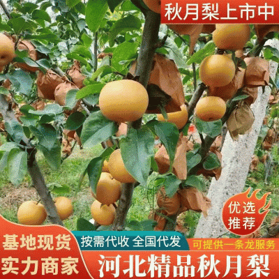 河北精品秋月梨大量上市甜度高水分足规格齐全