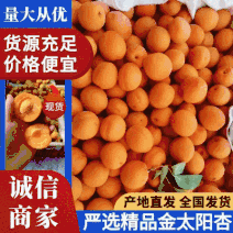 【实力】精品金太阳杏麦黄杏电商市场量大从优欢迎