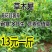 黄花苜蓿草木樨牧草种子野苜蓿籽铁扫把省头草香马料种籽