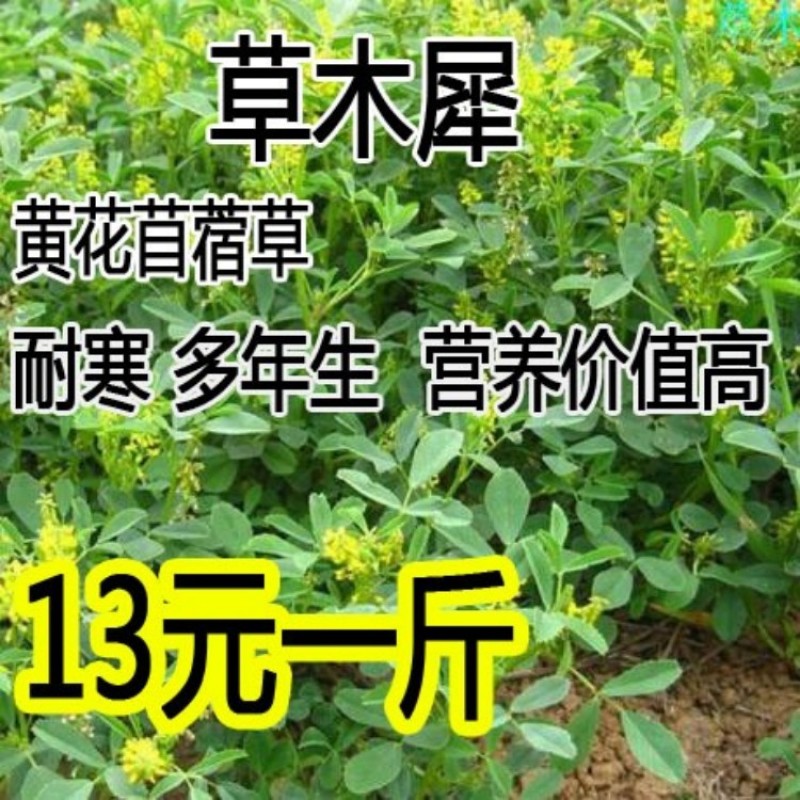 黄花苜蓿草木樨牧草种子野苜蓿籽铁扫把省头草香马料种籽