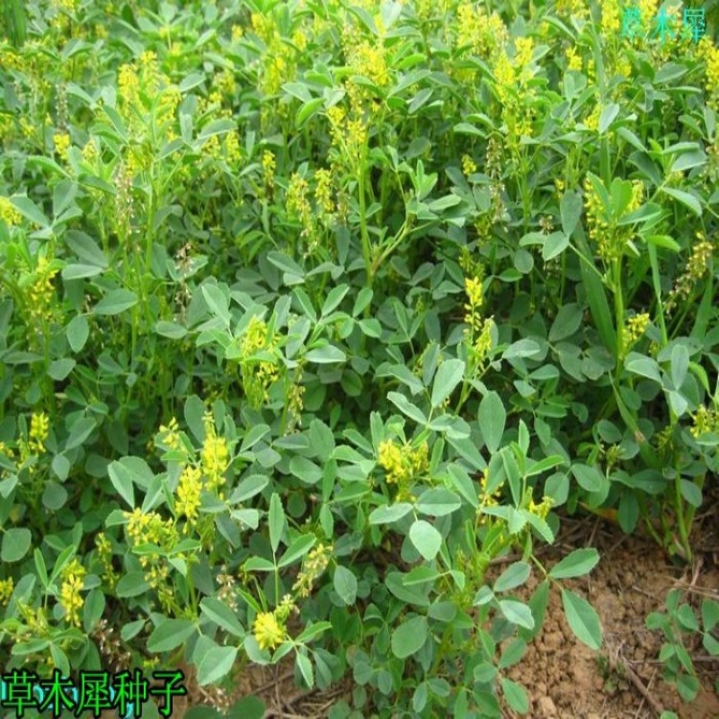 黄花苜蓿草木樨牧草种子野苜蓿籽铁扫把省头草香马料种籽