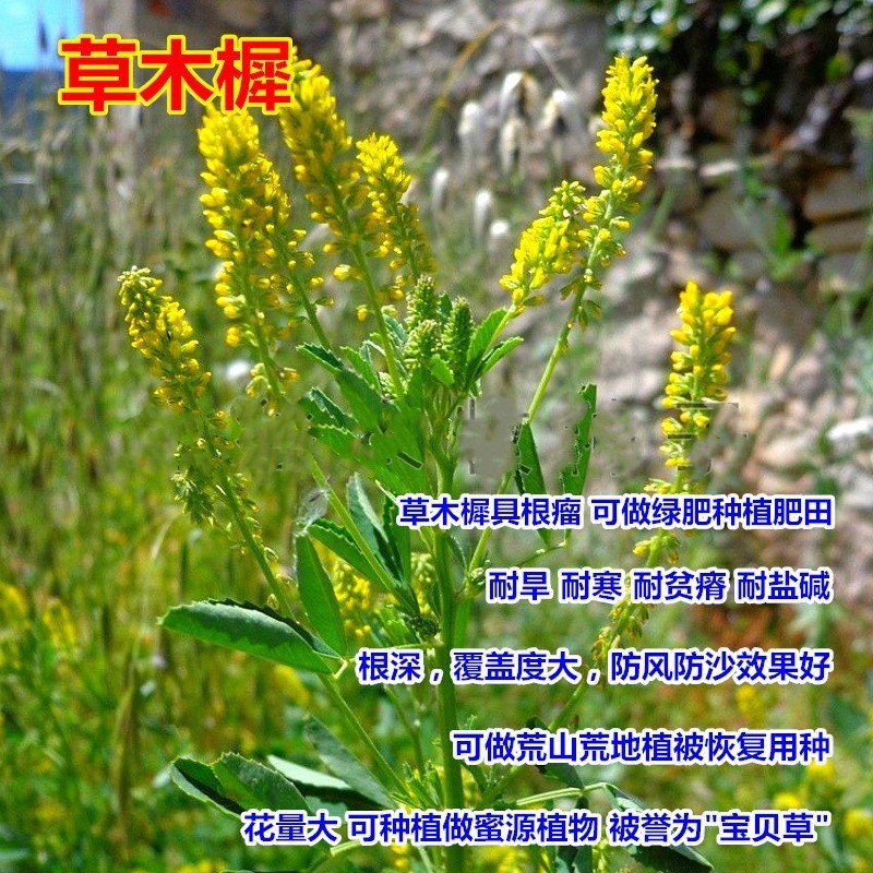 黄花苜蓿草木樨牧草种子野苜蓿籽铁扫把省头草香马料种籽