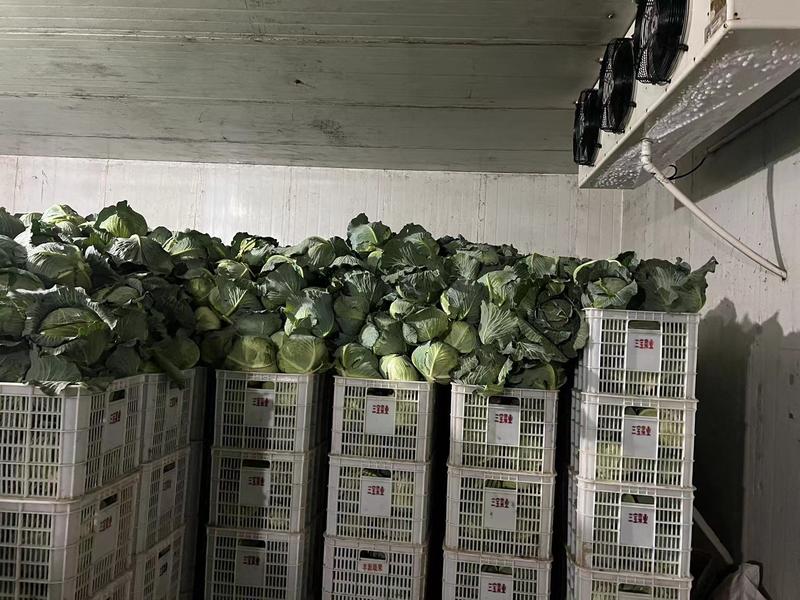卷心菜，产地直供大量有货，万亩基地欢迎咨询采购