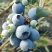 【推荐】山东临沂2023年露天蓝莓薄雾大量上市