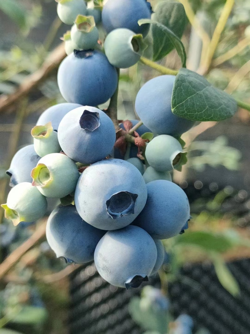 【推荐】山东临沂2023年露天蓝莓薄雾大量上市