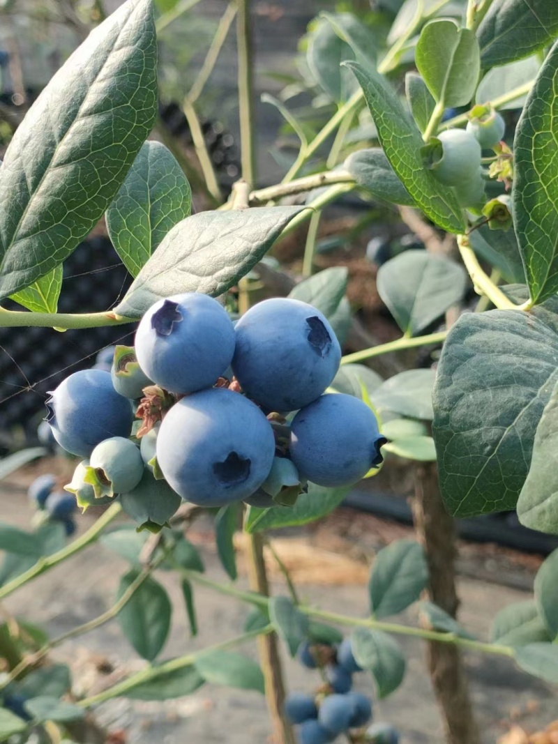 【推荐】山东临沂2023年露天蓝莓薄雾大量上市