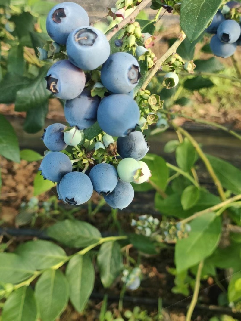 【推荐】山东临沂2023年露天蓝莓薄雾大量上市