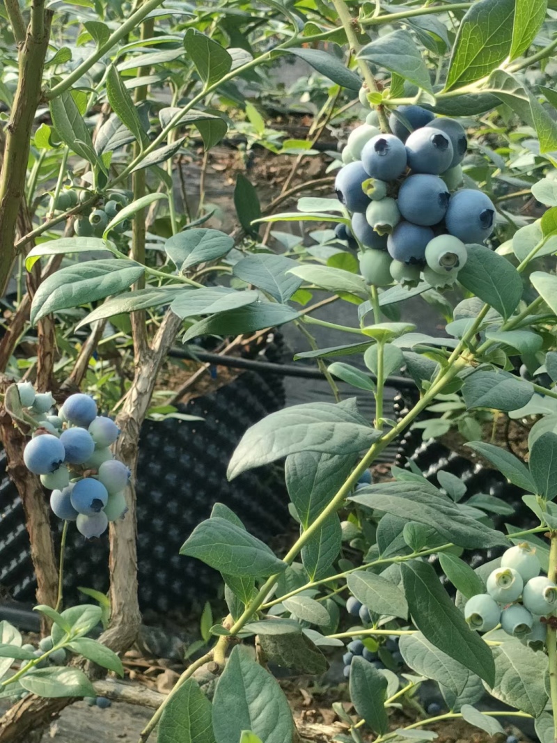 【推荐】山东临沂2023年露天蓝莓薄雾大量上市