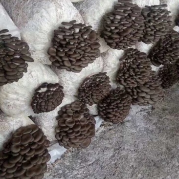 平菇菌棒，食用菌厂家直销量大价优欢迎咨询