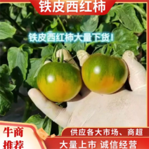 辽宁新民铁皮西红柿大果精选果品产地直发自家大棚硬度好甜度高