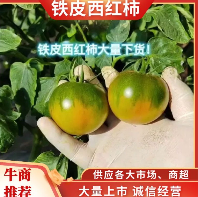 【热】铁皮柿子铁皮西红柿批发价草莓柿子