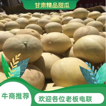 特此推荐甘肃瓜州银帝密瓜公斤价批发走量了口感特别甜