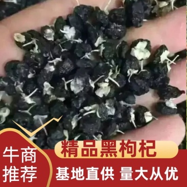 推荐精品黑枸杞大果颗粒视频看货一手货源欢迎咨询