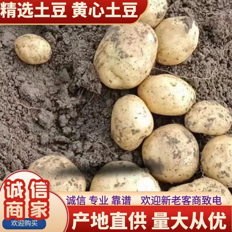 土豆大量上市，质优价廉，黄皮黄心土豆个头均匀，表皮光滑