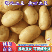 土豆大量上市，质优价廉，黄皮黄心土豆个头均匀，表皮光滑