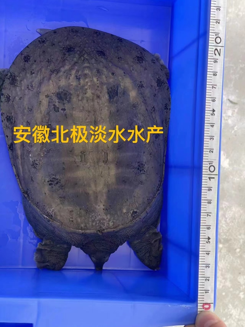 【鲜活甲鱼麻辣甲鱼保活】中华老鳖批发年产能6000万斤