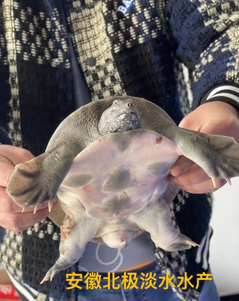 【鲜活甲鱼麻辣甲鱼保活】中华老鳖批发年产能6000万斤
