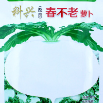 白萝卜种子春不老白圆四川圆白大萝卜籽耐抽苔