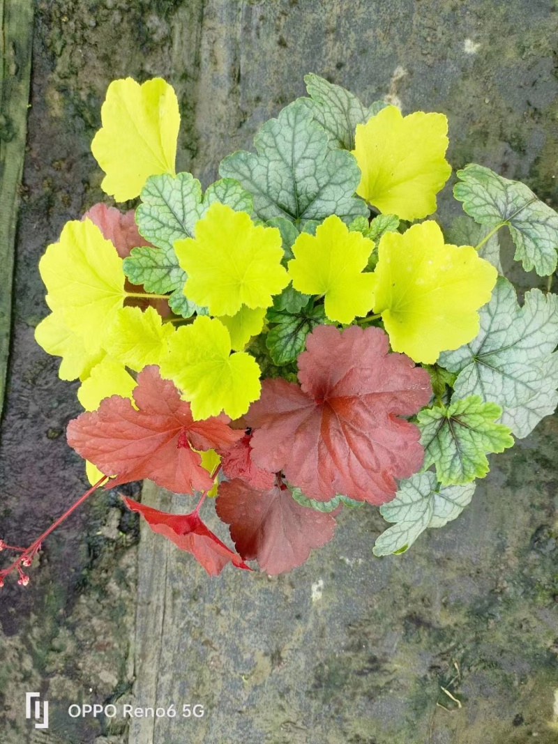 三色矾根