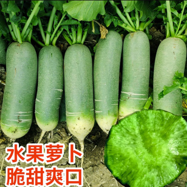 沙窝萝卜种子速度快不糠心水果萝卜翠绿肉肉质嫩基地品