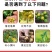 糖醇硼叶面肥糖醇硼水溶硼农用硼肥果蔬草莓瓜果螯合糖醇硼