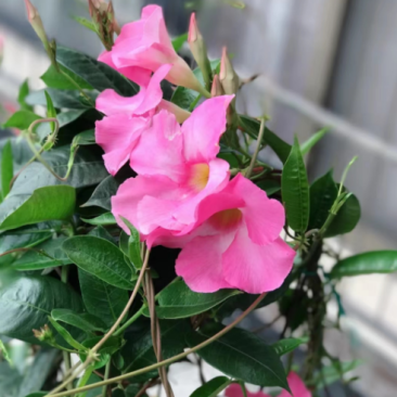 1加仑飘香藤带架子