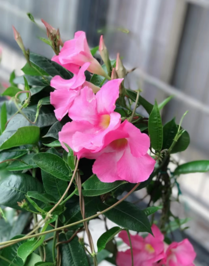 1加仑飘香藤带架子