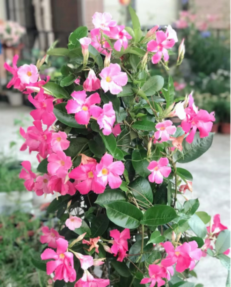 1加仑飘香藤带架子