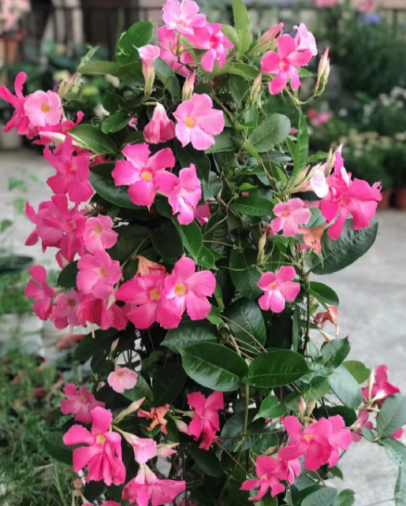 1加仑飘香藤带架子